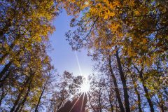 lebanon-sun-rays-ammoua-elezer-forest