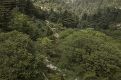 lebanon-ehden-forest-cedars-hike-drone
