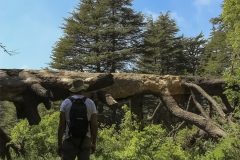 lebanon-ehden-hiking-cedars-forest-natural-reserve-hike