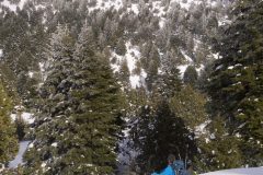 lebanon-forest-ammoua-snowshoeing-hike-hiking-snow-winter
