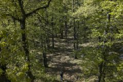 lebanon-hike-elezer-forest-ammoua-akkar-drone