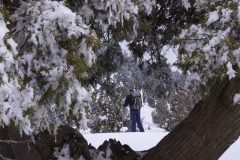 lebanon-snowshoeing-hiking-hike-ammoua-elezer-forest-cedars-juniper