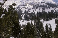lebanon-forest-winter-ammoua-snowshoeing-hike-hiking-cedars-snow