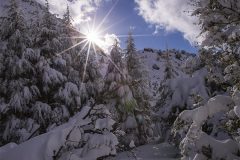 lebanon-snow-ehmej-natural-reserve-snowshoeing-hiking-hike-forest-cedars