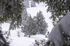 lebanon-snow-winter-ammoua-forest-cedars-snowshoeing-hike-hiking