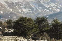 lebanon-tannourine-cedars-reserve-snow-forest