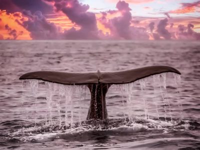 new-zealand-kaikoura-sperm-whale-watching-roadtrip