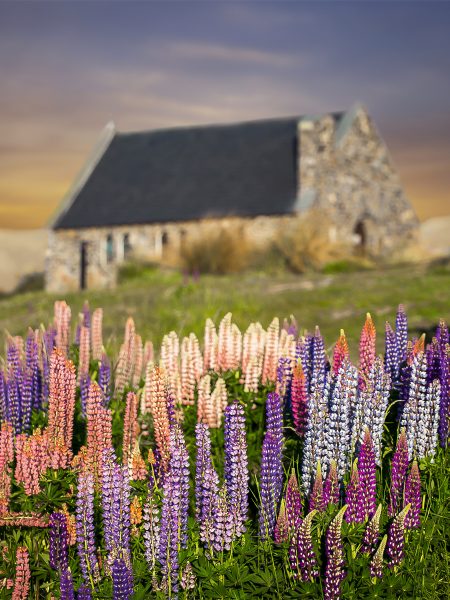 new-zealand-lupins-flowers-spring-church-good-shepherd-tekapo-lake