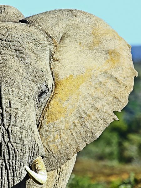 south-africa-safari-pumba-reserve-elephant-roadtrip