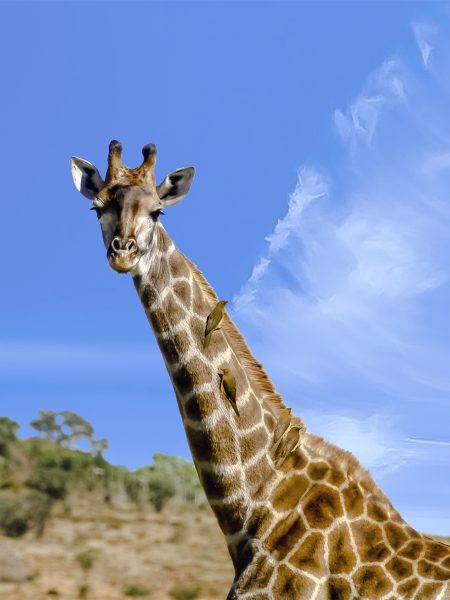 south-africa-safari-pumba-reserve-girafes-roadtrip