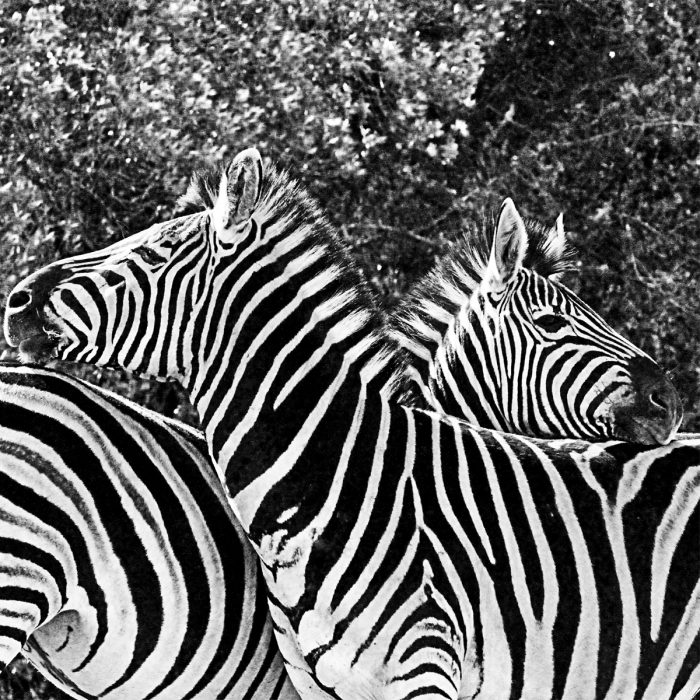 south-africa-safari-pumba-reserve-zebras-black-and-white
