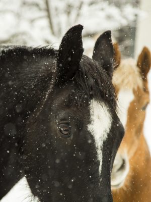 switzerland-roadtrip-snow-winter-horses