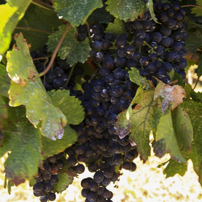lebanon-bekaa-grapes-wine-making-vendange