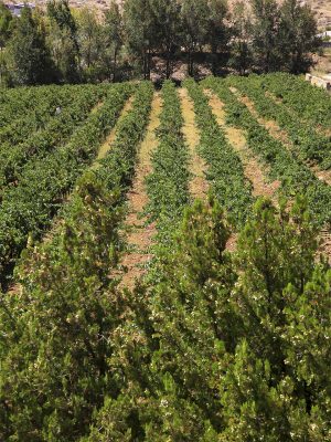 lebanon-bekaa-winery-mas-helios-best-wine