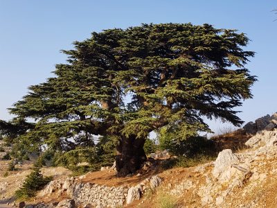 lebanon-shouf-barouk-cedars-lebanonalacarte-roadtrip